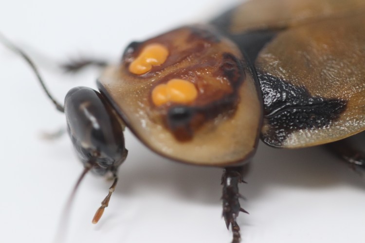 Warty Glow Spot&nbsp;Cockroaches